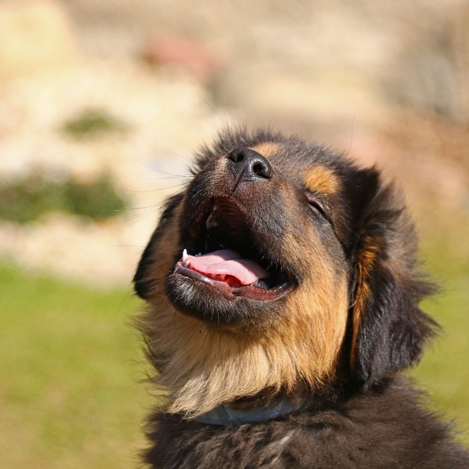 animal, nature, puppy, dog, canine, pet, mammal, fur