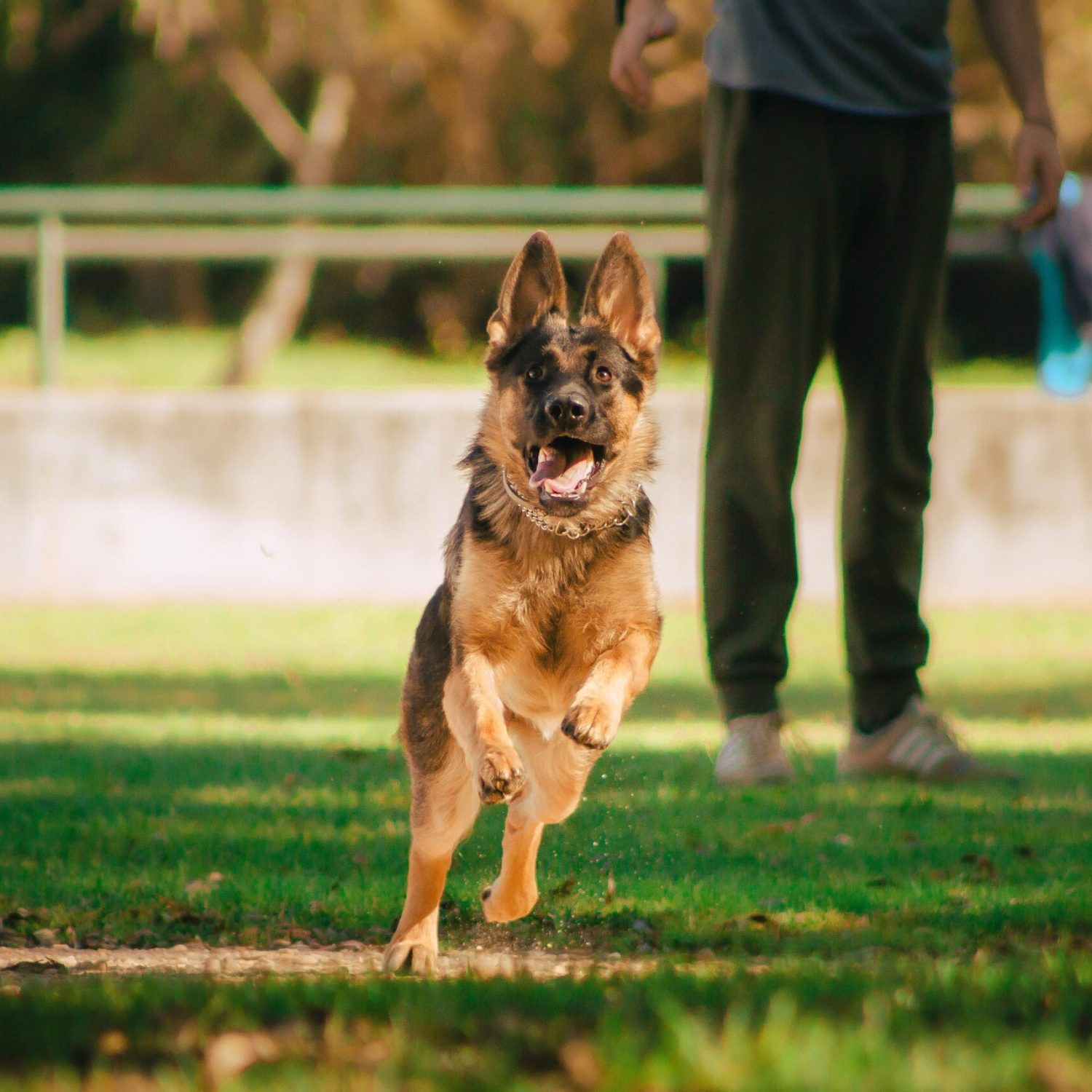 A lively German Shepherd dog joyfully runs on a sunny day in a park, bringing energy and life to the scene.