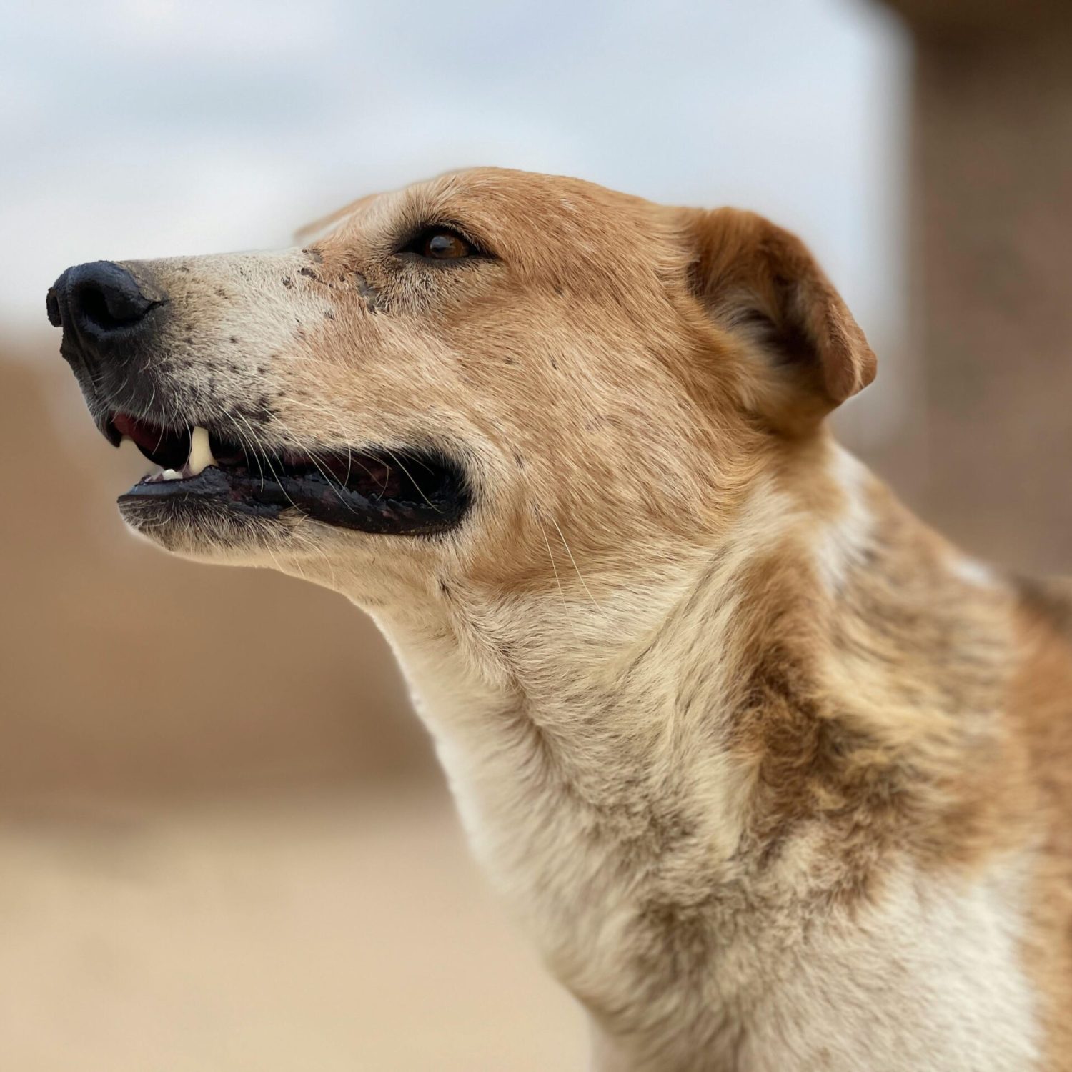 Close-up of a dog in sandy outdoor setting, showcasing its warm brown tones.