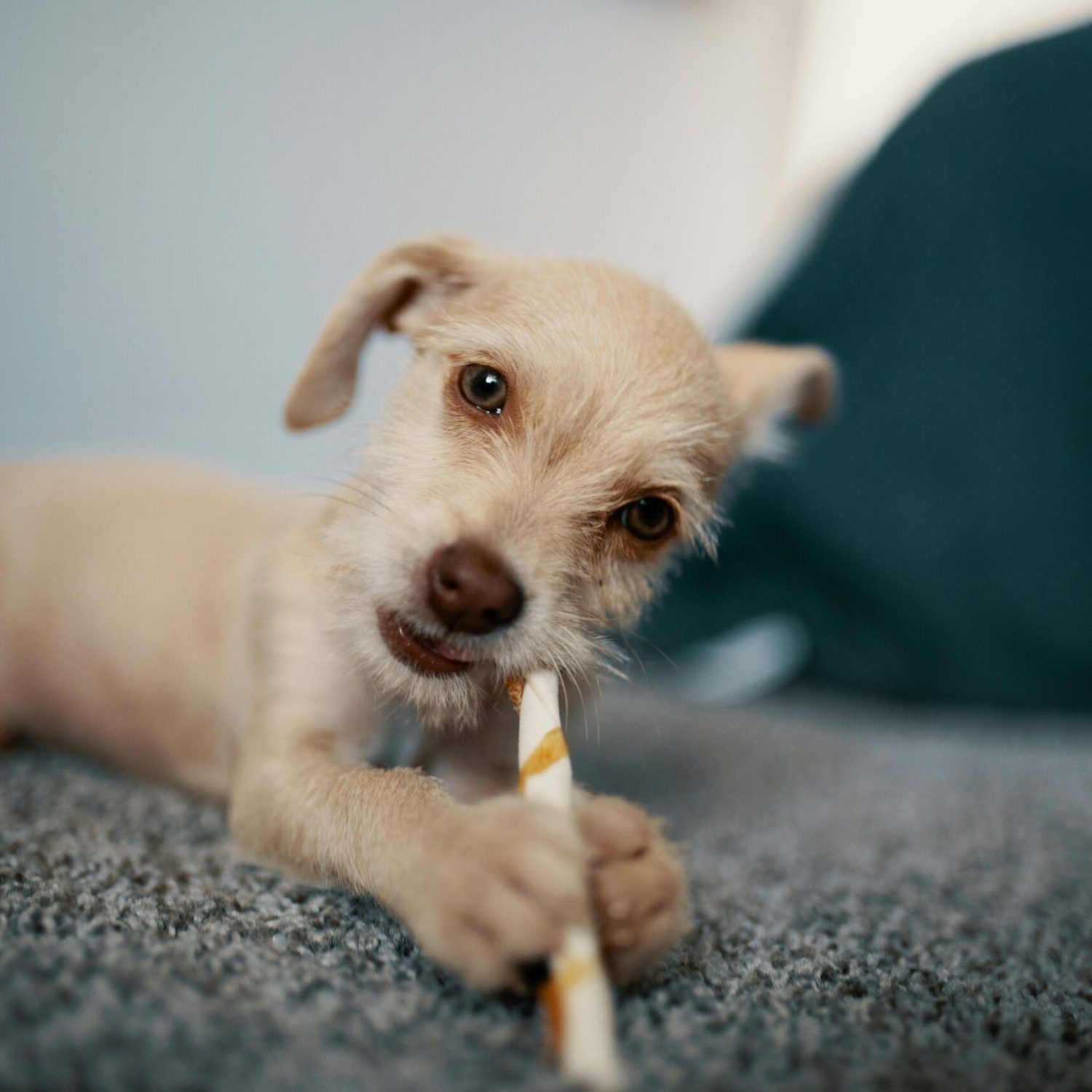 Cute puppy with playful expression chewing a stick indoors on a soft carpet.