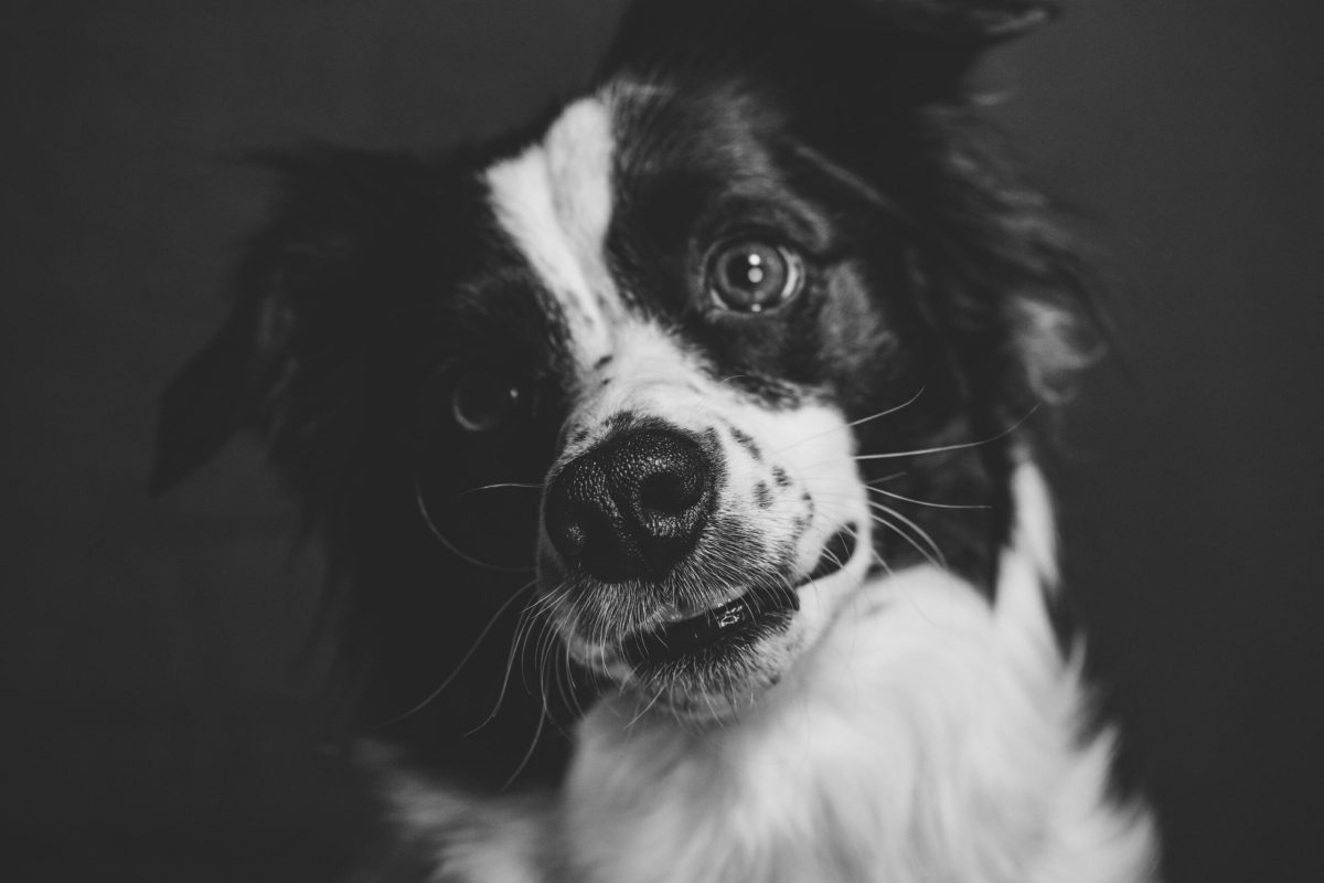 Top 5 Dog Pee Pads for Puppies and Small Breeds (2025 Guide)