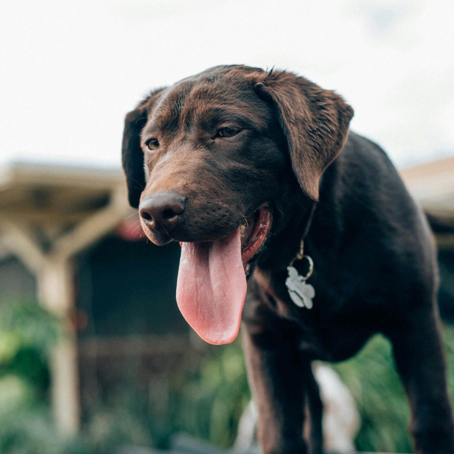 A chocolate Labrador Retriever sticks its tongue out while standing outdoors on a sunny day.