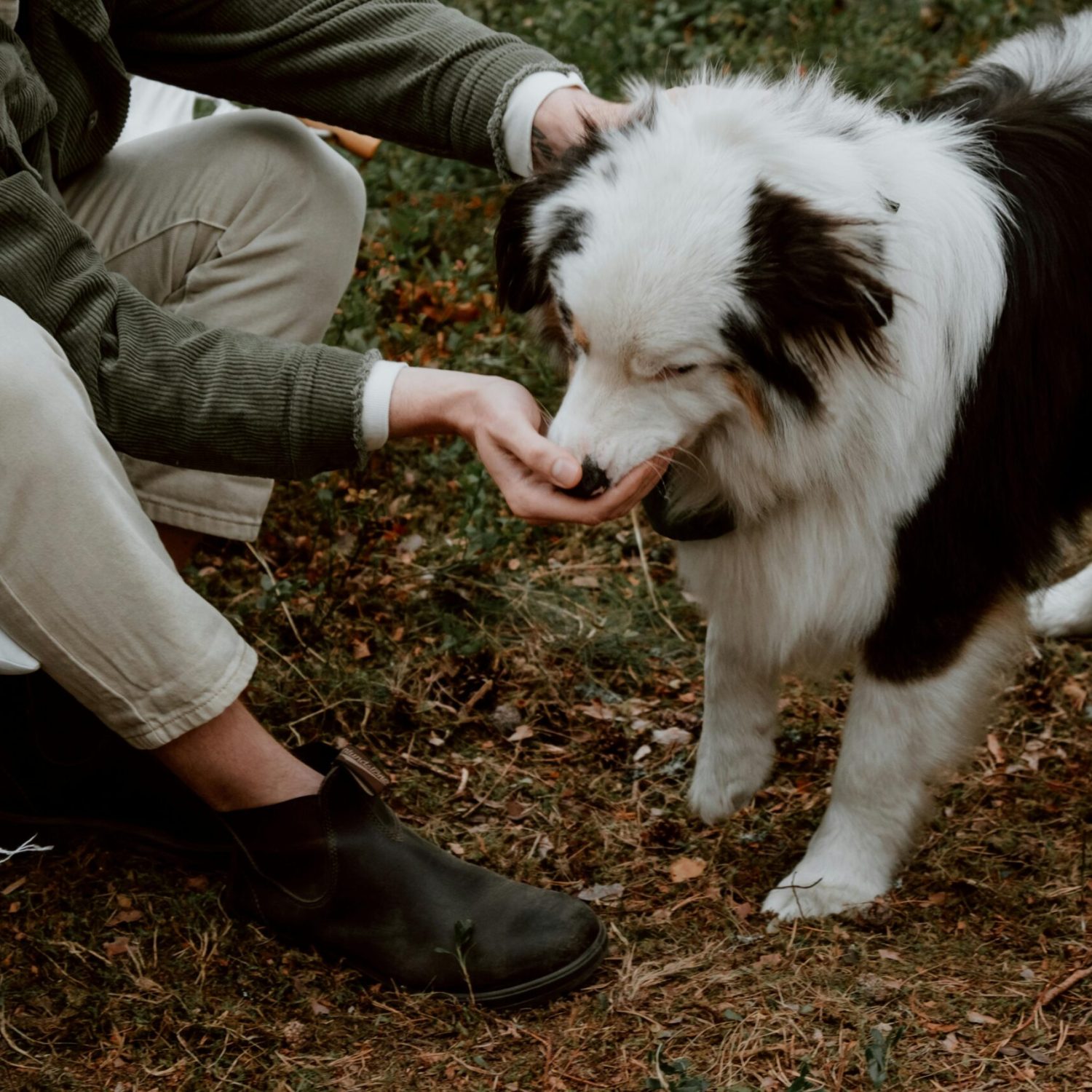 A man feeds a Border Collie dog outdoors in a rural setting.