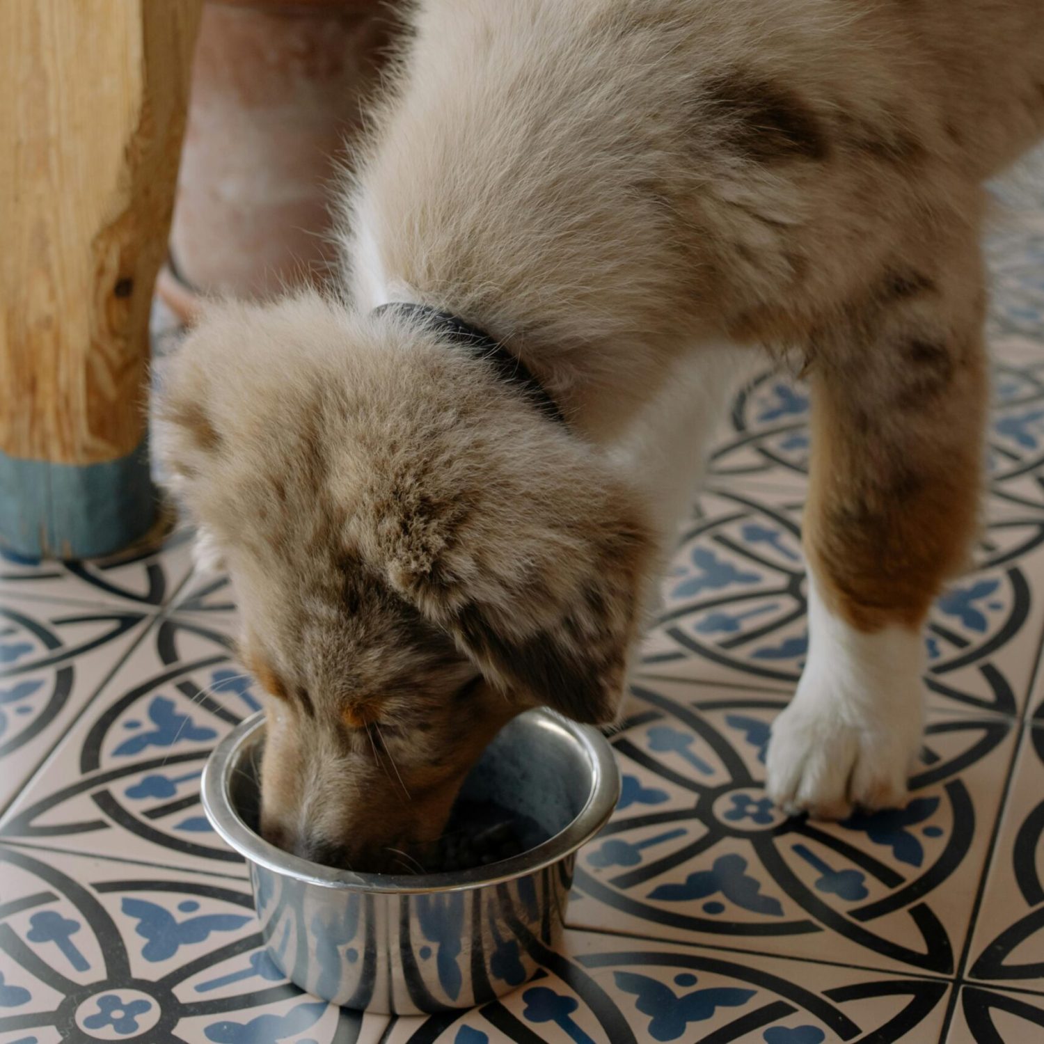 Adorable Australian Shepherd puppy enjoying meal from metal bowl on patterned tile floor.