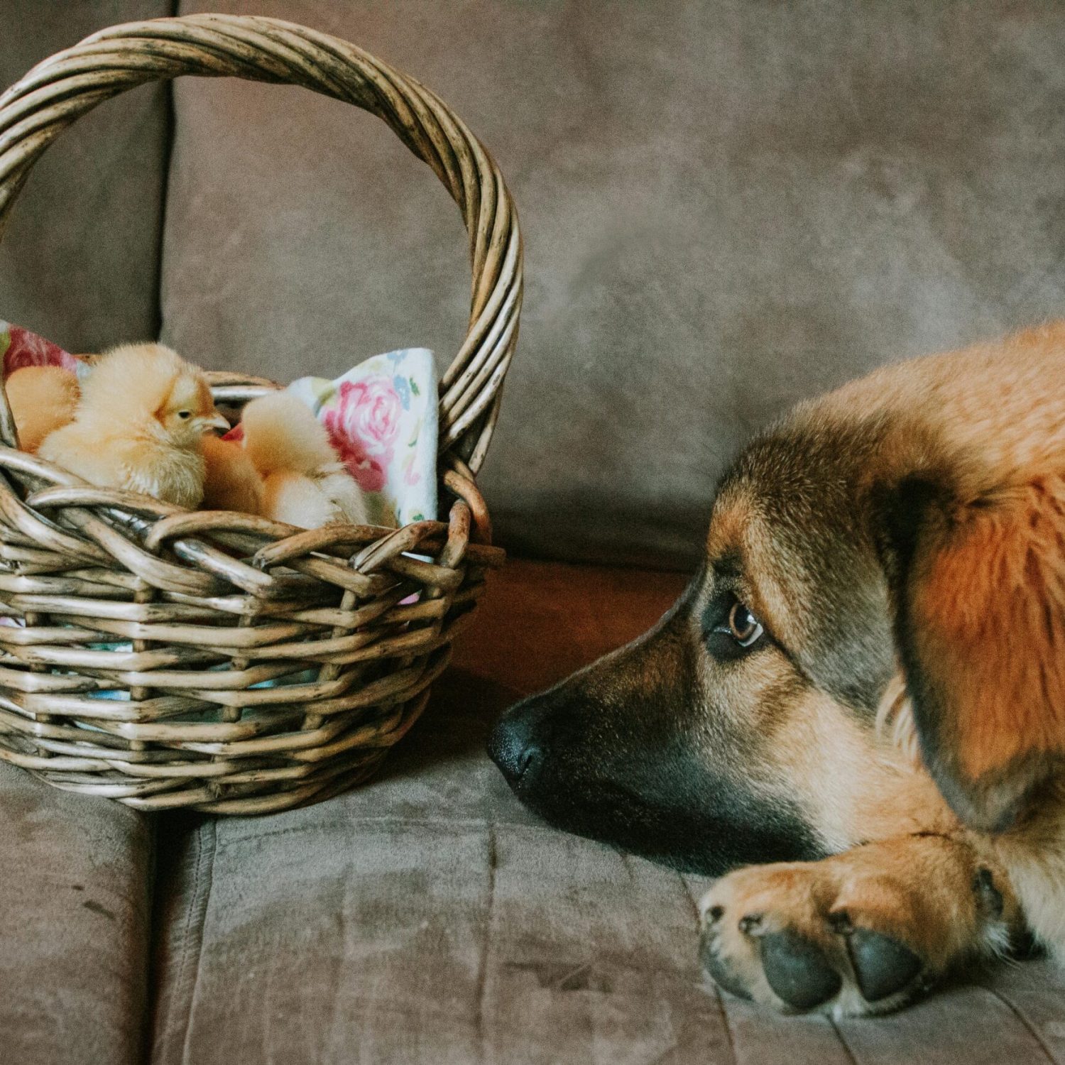 A curious dog observing fluffy yellow chicks nestled in a wicker basket on a sofa.