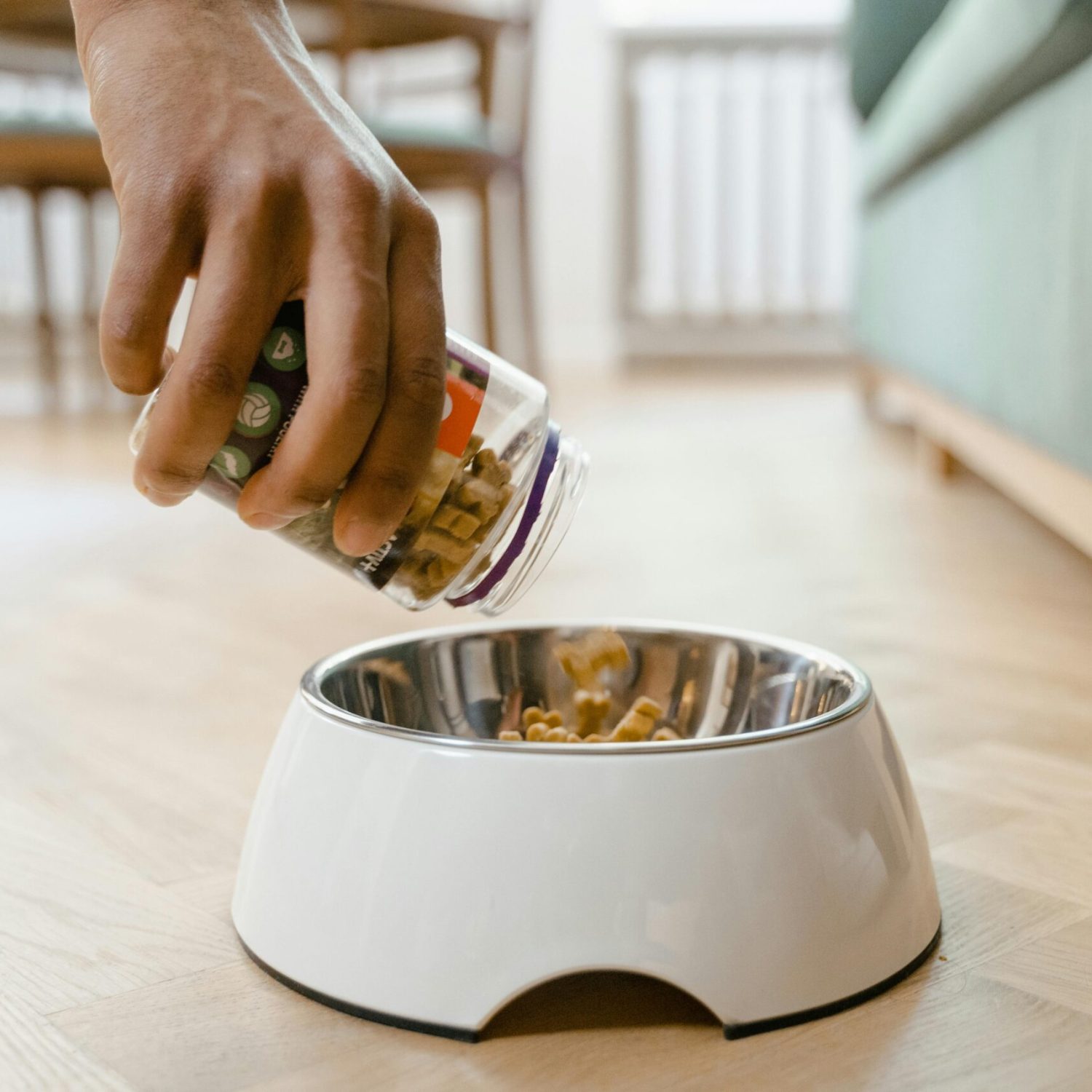 Close-up of a hand pouring dog food from a container into a white dog bowl on a wooden floor indoors.