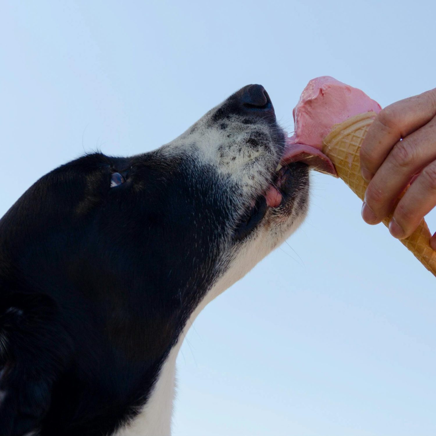 Adorable dog licking an ice cream cone held by a hand outdoors. Perfect summer treat moment.