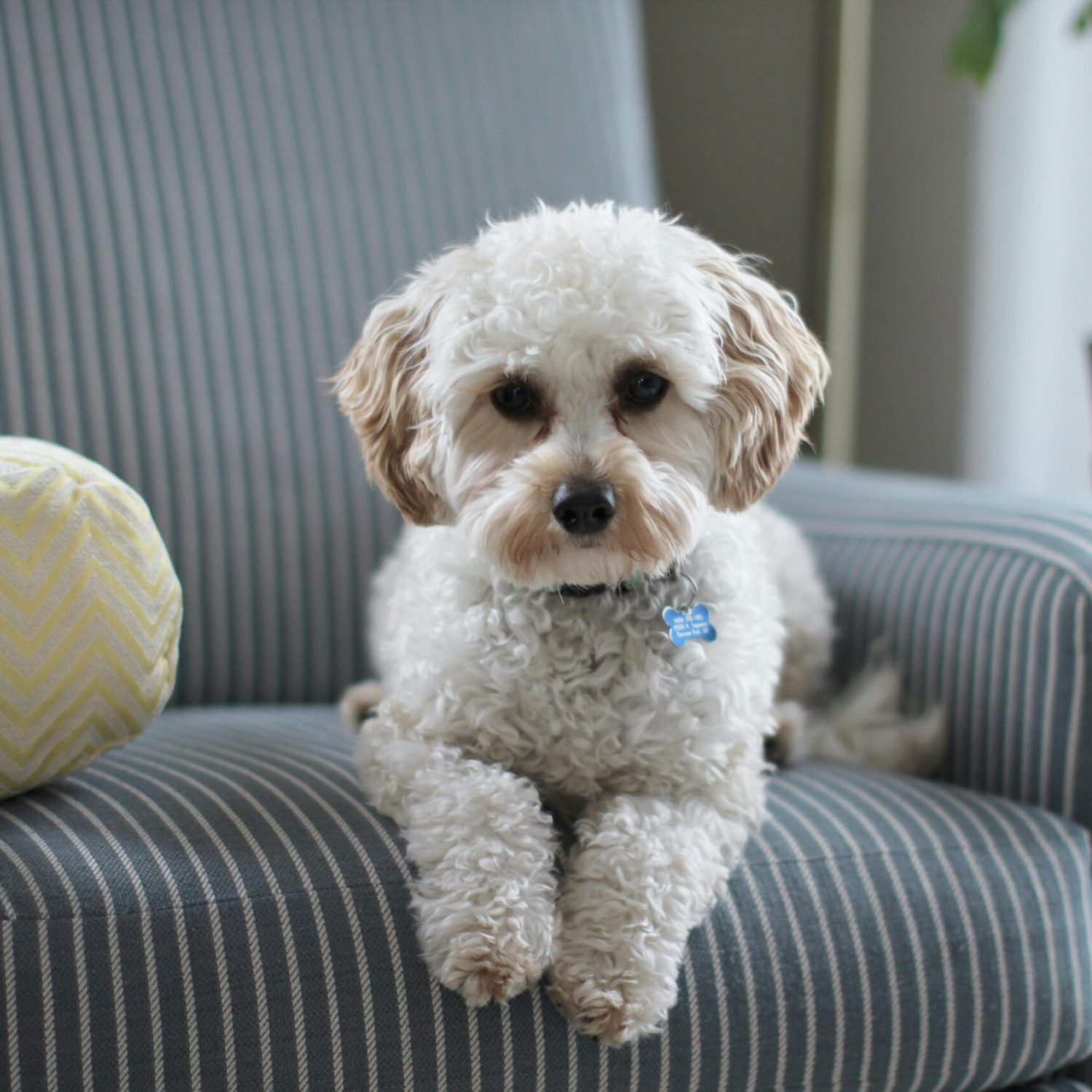 Cute Cavapoo puppy lounging on a striped chair in a cozy room setting.